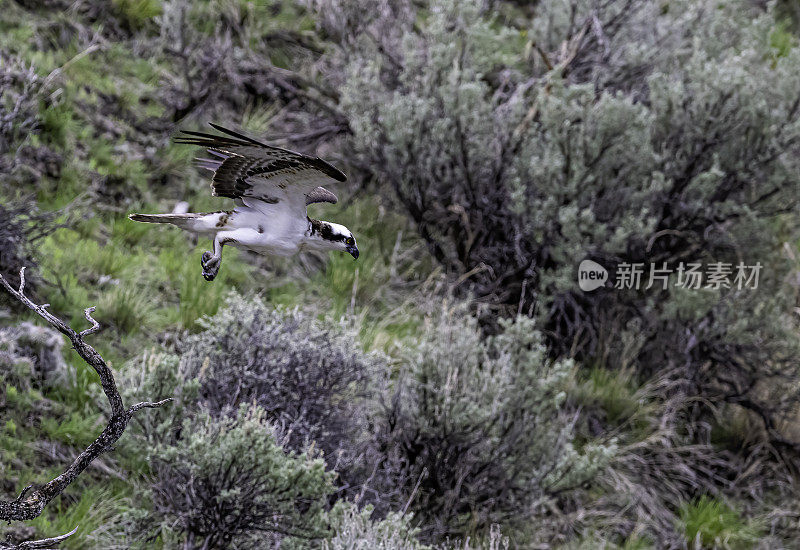 鱼鹰(Pandion haliaetus)，也被称为海鹰、河鹰和鱼鹰，是一种昼夜活动的，以鱼为食的猛禽，分布在世界各地。在怀俄明州黄石国家公园的水中发现的。Pandion haliaetus有害无益。寻找食物。